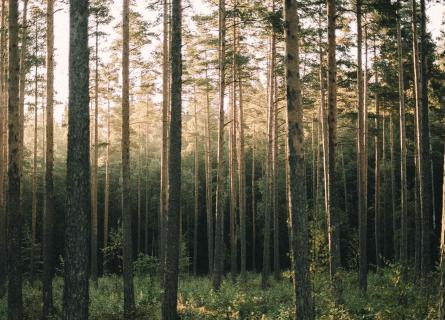 Forests store carbon and are preserve biodiversity
