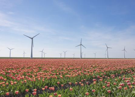 Wind turbines standing in a field of poppies